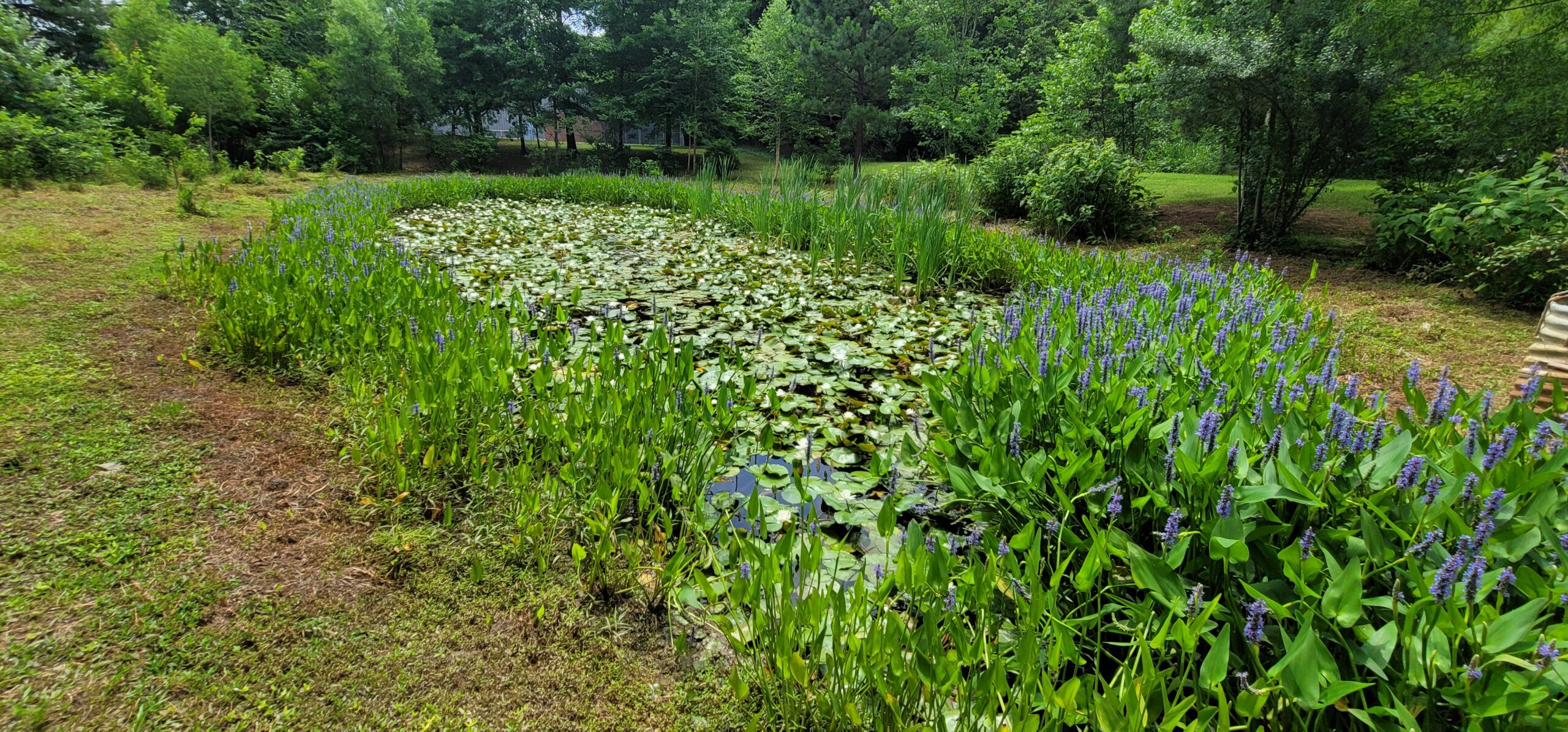 Constructed stormwater wetland using native vegetation to remove pollutants and improve water quality in North Carolina
