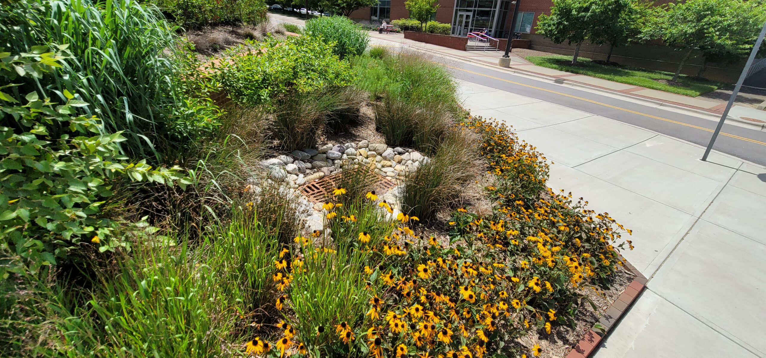 Bioretention rain garden stormwater control measure designed to filter runoff, remove pollutants, and promote infiltration in North Carolina