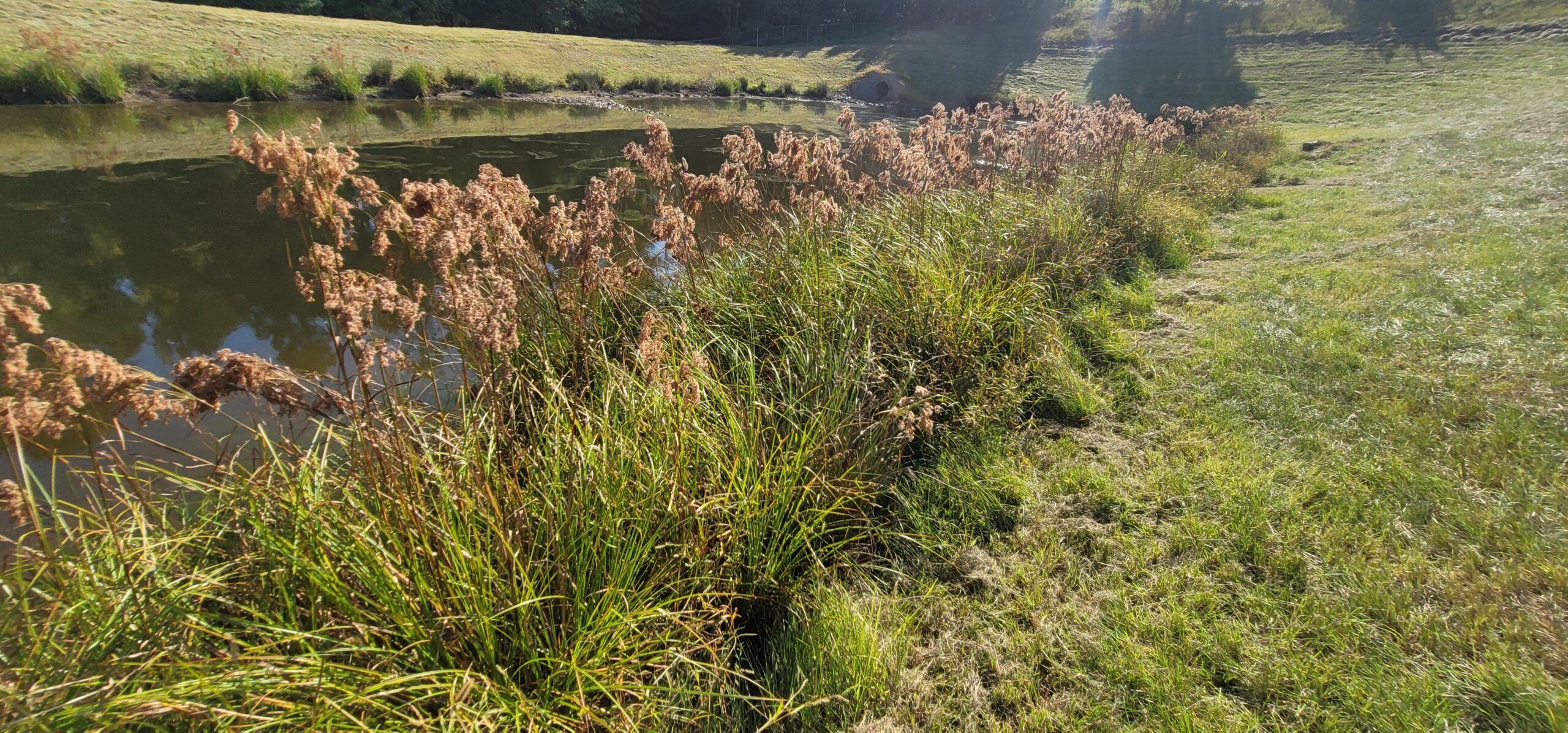 Native vegetation installation along stormwater basin shoreline for erosion control and water quality enhancement