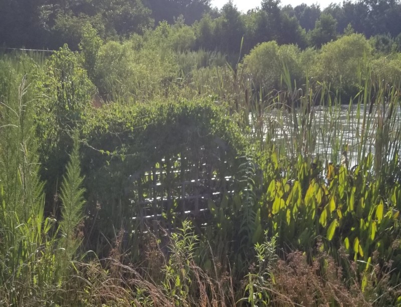 Failed stormwater detention basin inspection showing excessive sediment buildup, overgrown vegetation, and clogged outlet structure